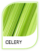Products Celery