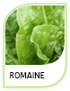 Products Romaine