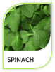 Products Spinach