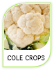 Products Cole
