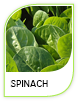 Products Spinach